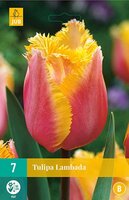 Tulp Lambada 7 bollen - afbeelding 2