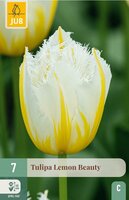 Tulp lemon beauty 7 bollen
