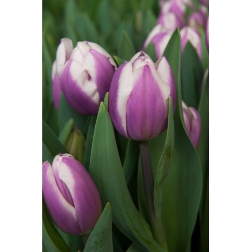 Tulp Librije 7 bollen - afbeelding 2