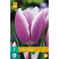 Tulp Librije 7 bollen - afbeelding 2