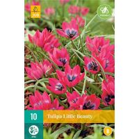 Tulp Little beauty 10 bollen - afbeelding 1