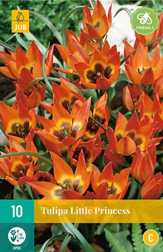 LITTLE PRINCESS TULIPA