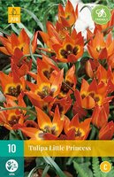 LITTLE PRINCESS TULIPA