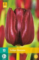 Tulp mascara 10 bollen - afbeelding 2