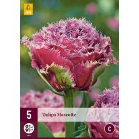 Tulp Mascotte 5 bollen - afbeelding 2