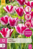 Tulp Mata Hari 12 bollen colour change