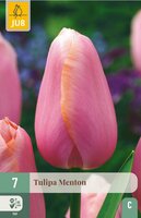 Tulp Menton 7 bollen - afbeelding 2