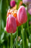 Tulp Menton 7 bollen - afbeelding 2