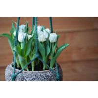 Tulp mondial 7 bollen - afbeelding 2