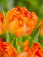 Tulp Monte Orange 7 bollen - afbeelding 2