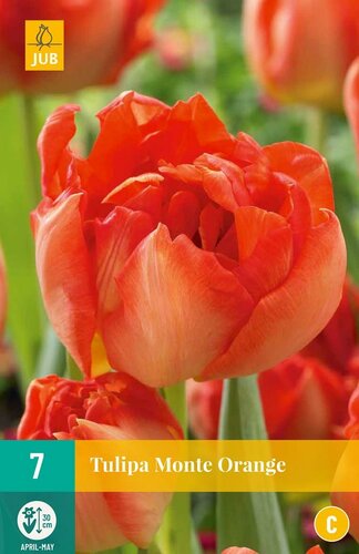 Tulp Monte Orange 7 bollen - afbeelding 1