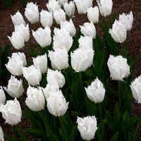Tulp Noordeinde 7 bollen - afbeelding 2