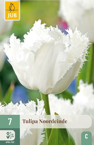 Tulp Noordeinde 7 bollen - afbeelding 1