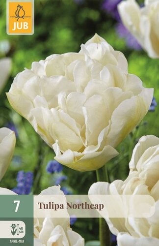 Tulp Northcap 7 bollen - afbeelding 1