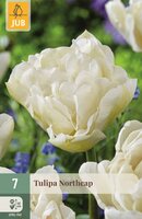 Tulp Northcap 7 bollen - afbeelding 1