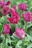 Tulp parrot negrita 7 bollen - afbeelding 2