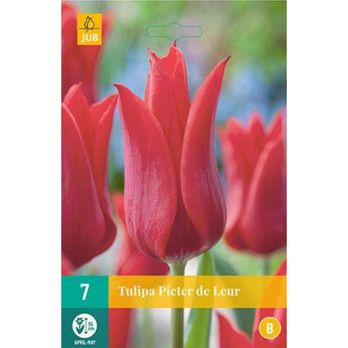 Tulp Pieter de leur 7 bollen