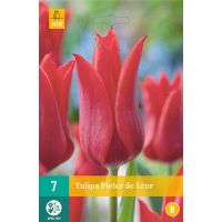 Tulp Pieter de leur 7 bollen