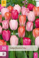Tulp Positive Vibe 20 bollen