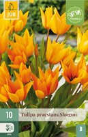 Tulp praestans shogun 10 bollen - afbeelding 2