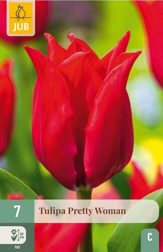 Tulp pretty woman 7 bollen - afbeelding 1