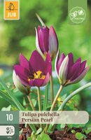 Tulp Pulchella Persian Pearl 10 bollen - afbeelding 1