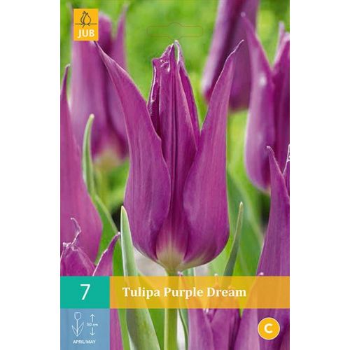 Tulp Purple dream 7 bollen - afbeelding 1