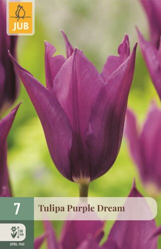 Tulp Purple dream 7 bollen - afbeelding 1