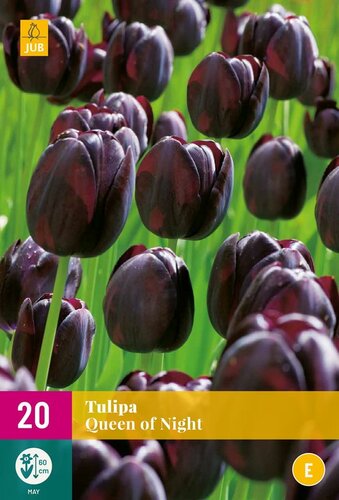 Tulp queen of night 20 bollen - afbeelding 1