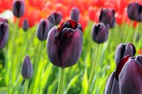 Tulp queen of night 7 bollen - afbeelding 2