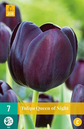 Tulp queen of night 7 bollen - afbeelding 1