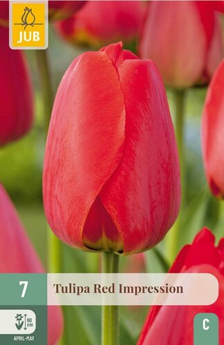 TULIPA RED IMPRESSION