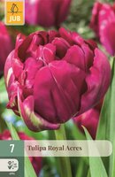 Tulp royal acres 7 bollen - afbeelding 1