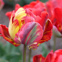 Tulp seadov parrot 7 bollen - afbeelding 2