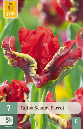 Tulp seadov parrot 7 bollen - afbeelding 1