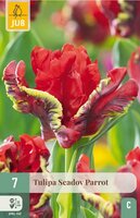 Tulp seadov parrot 7 bollen - afbeelding 1