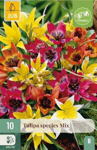 Tulp species mix 10 bollen