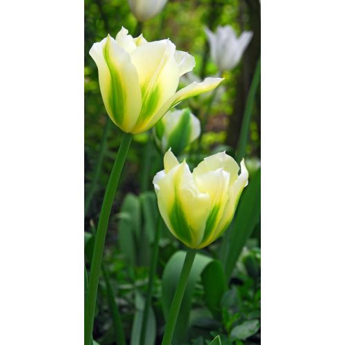 Tulp spring green 7 bollen - afbeelding 2