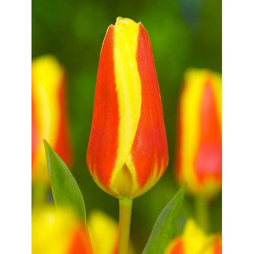 Tulp Stresa 7 bollen - afbeelding 2