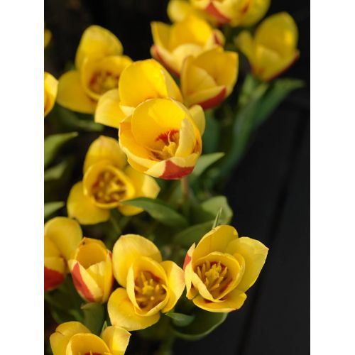 Tulp Stresa 7 bollen - afbeelding 3