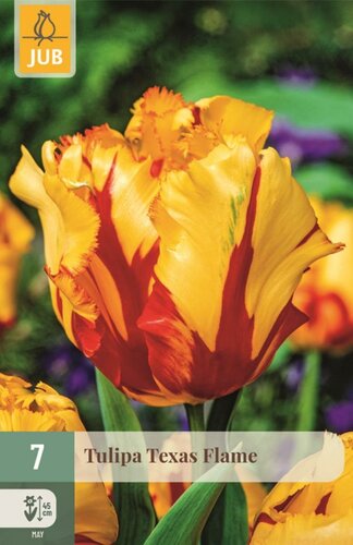 Tulp Texas flame 7 bollen - afbeelding 1