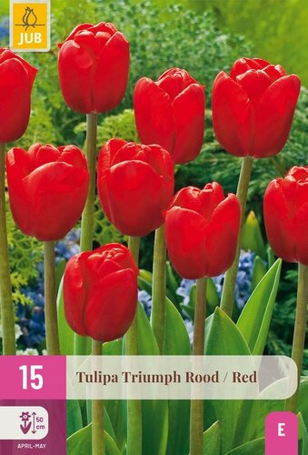 TRIUMPH TULIPA
