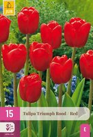 TRIUMPH TULIPA