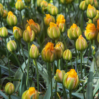 Tulp vanille coupe 5 bollen - afbeelding 2