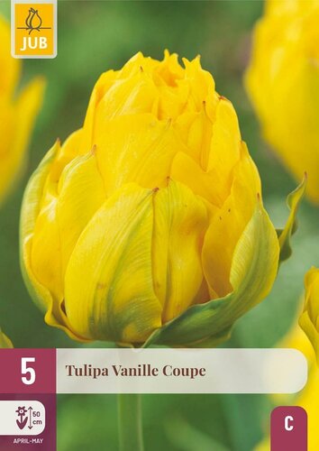 Tulp vanille coupe 5 bollen - afbeelding 1