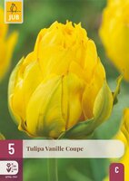 Tulp vanille coupe 5 bollen