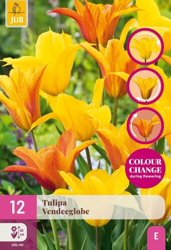 VENDEEGLOBE TULIPA