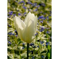 Tulp white triumphator 7 bollen - afbeelding 2