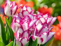Tulp Yasmine 10 tulpen - afbeelding 2