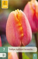 Tulpen apricot favourite 7 tulpenbollen